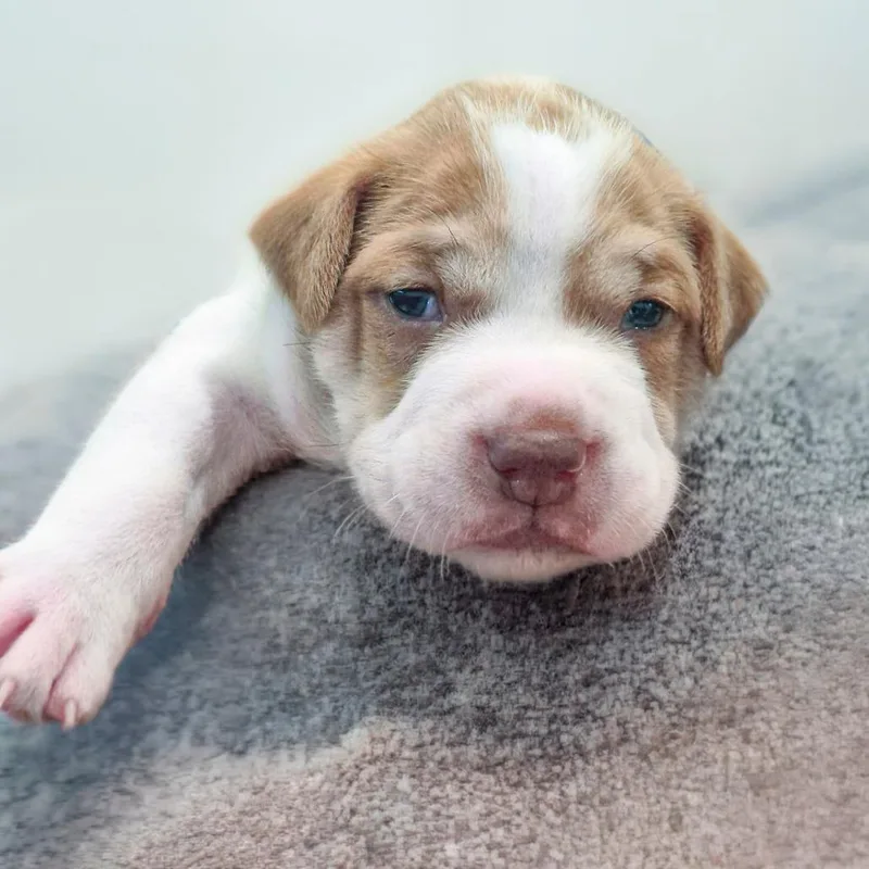 A baby small-sized male Hound dog named Sterling for adoption in Chapel Hill, NC
