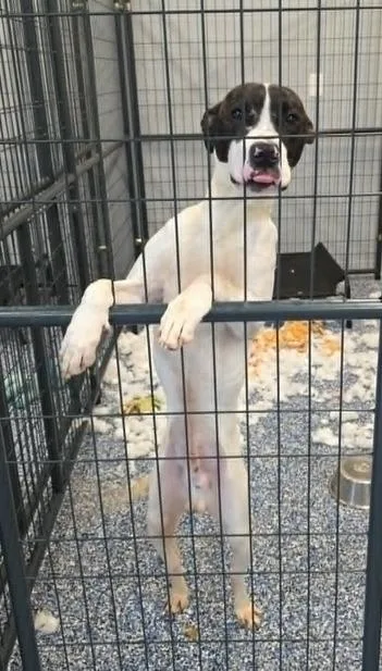 A young large-sized male Mixed Breed dog named Raichu for adoption in Warren, MI