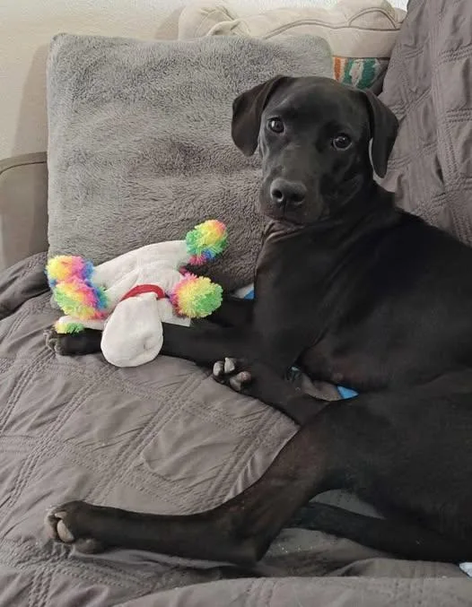 A baby medium-sized female Labrador Retriever dog named Palmetto for adoption in Saint Petersburg, FL