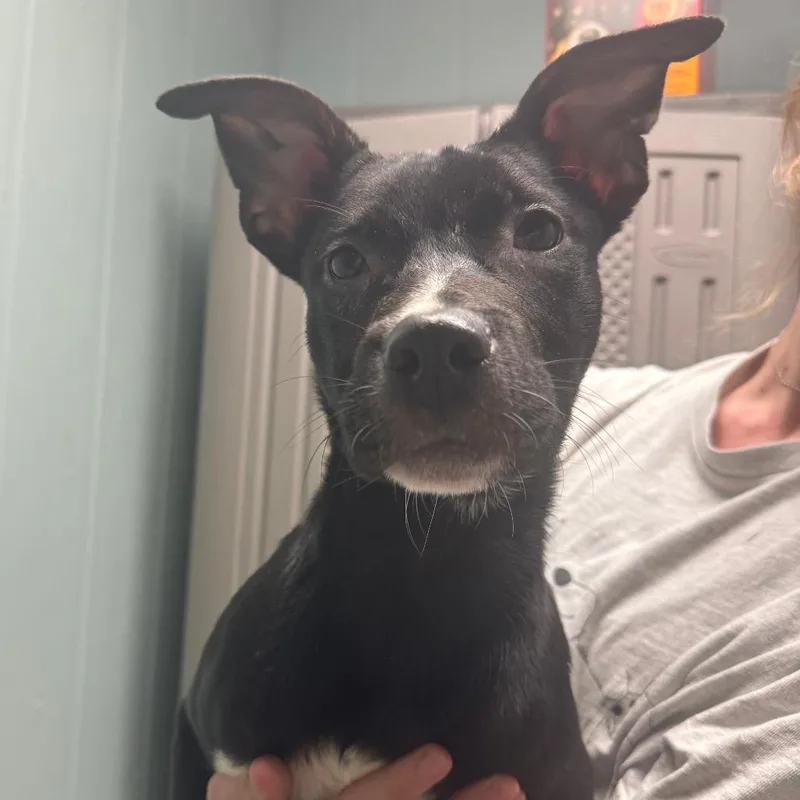 A baby medium-sized male Pit Bull Terrier dog named Freddy for adoption in Columbia, MO