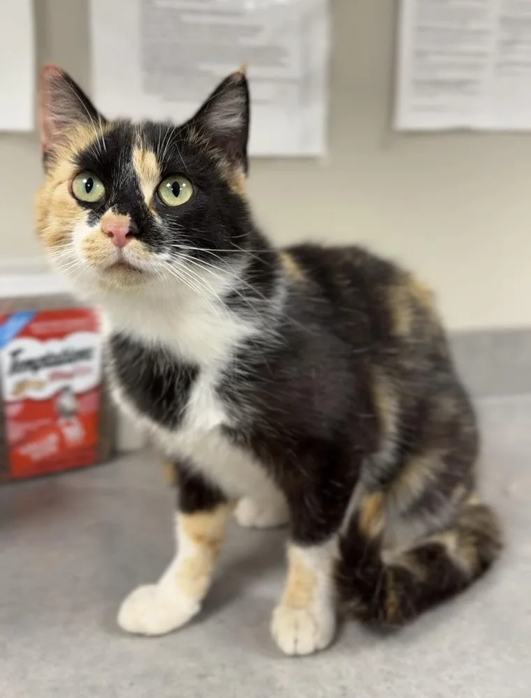 An adult medium-sized female Black & White / Tuxedo Domestic Short Hair cat named Winnie for adoption in Bemidji, MN