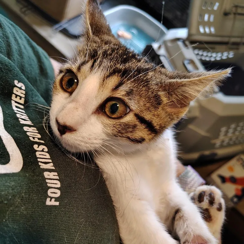 A baby small-sized female Gray / Blue / Silver Domestic Short Hair cat named Stubbs for adoption in Osawatomie, KS