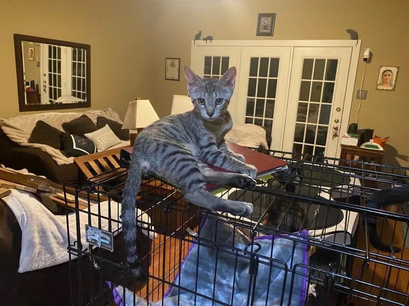 A baby small-sized male Domestic Short Hair cat named Kensington for adoption in Dallas, TX