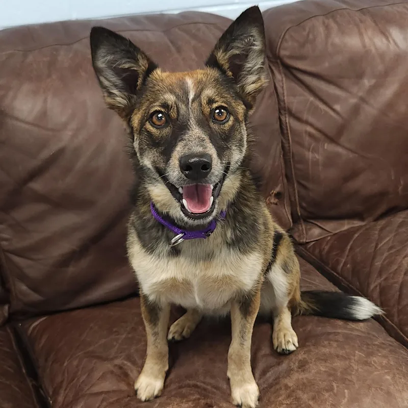 A young medium-sized female Tricolor (Brown, Black, & White) Mixed Breed dog named Foxy for adoption in Marshfield, WI