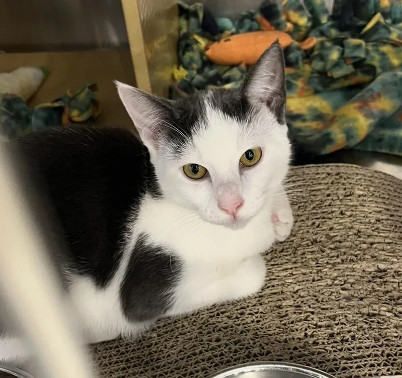 A baby medium-sized female Gray & White Domestic Short Hair cat named Cali At Petsmart for adoption in Federal Way, WA
