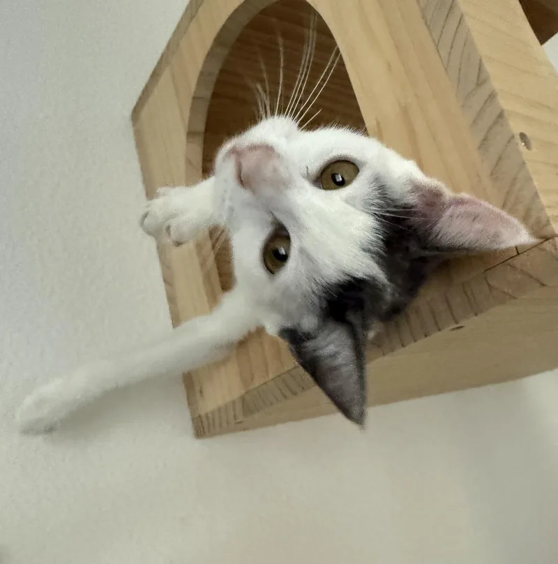 Cali At Petsmart thumbnail 2