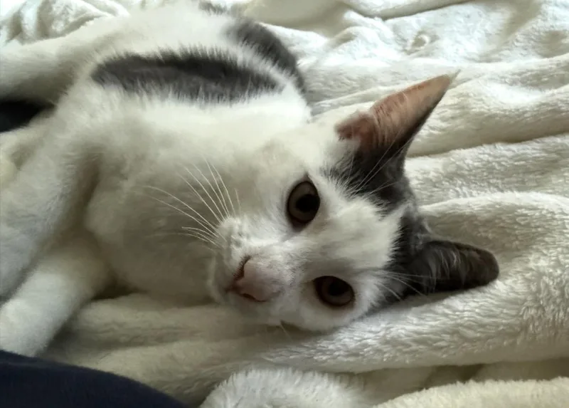 Cali At Petsmart thumbnail 3