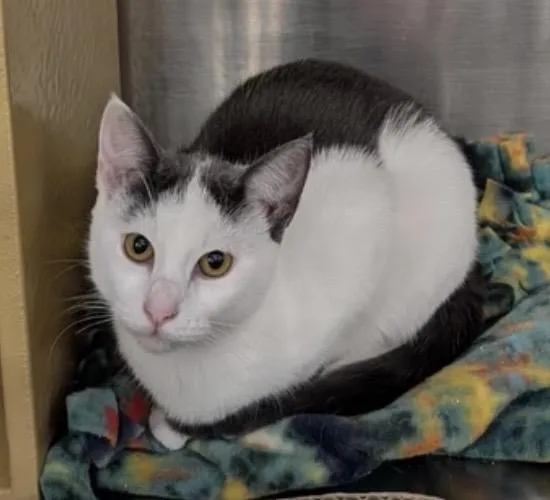 Cali At Petsmart thumbnail 4