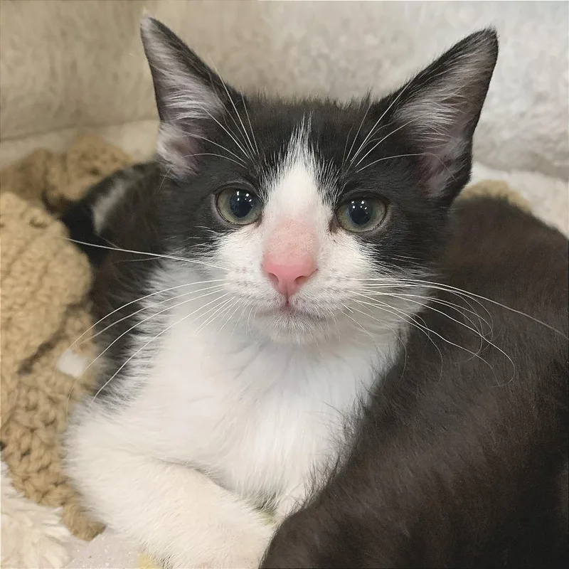 A baby small-sized male Black Domestic Short Hair cat named Socks for adoption in South Elgin, IL