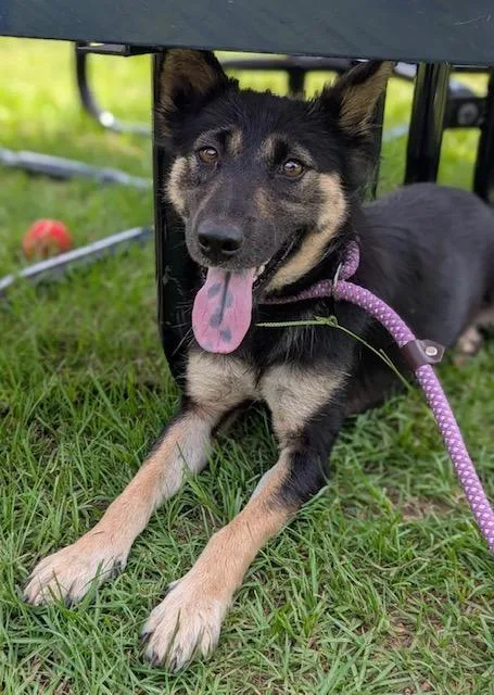 An adult medium-sized female Black Mixed Breed dog named Lady Glitter Sparkles for adoption in Cranston, RI
