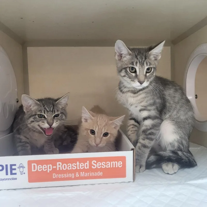 A baby small-sized male Gray / Blue / Silver Domestic Medium Hair cat named Schmear for adoption in Westminster, CA