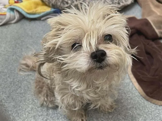 An adult small-sized male Maltese dog named Finnegan for adoption in Tustin, CA