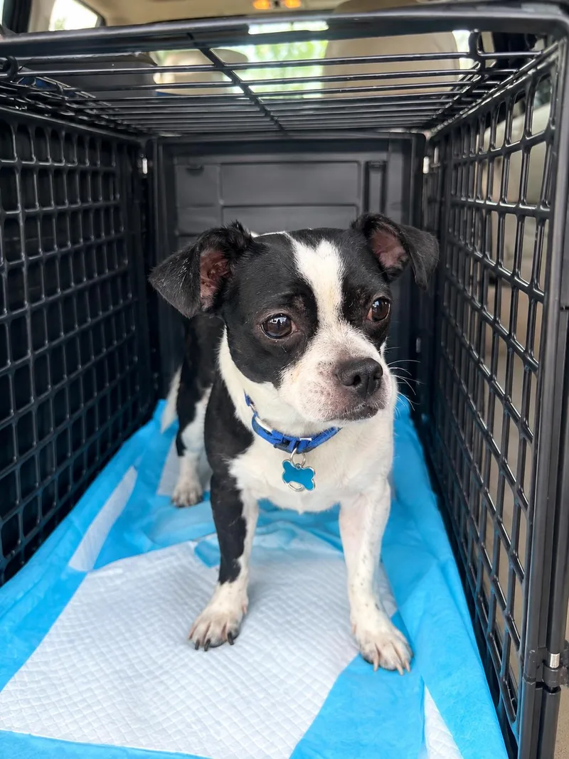 A young small-sized female White / Cream Chihuahua dog named Sadie for adoption in Toledo, OH