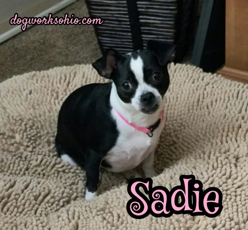 Sadie thumbnail 2