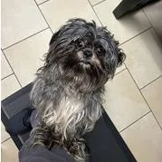 A young small-sized male Shih Tzu dog named Toby for adoption in Tampa, FL