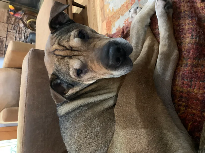 Big Head Fred thumbnail 2