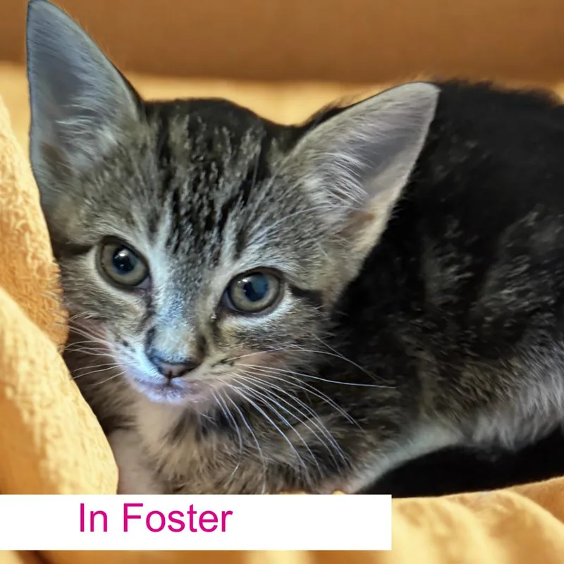 A baby small-sized female Brown / Chocolate Domestic Short Hair cat named Raina for adoption in Chapel Hill, NC