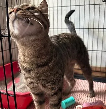 An adult medium-sized female Domestic Short Hair cat named Honey for adoption in Reeds Spring, MO