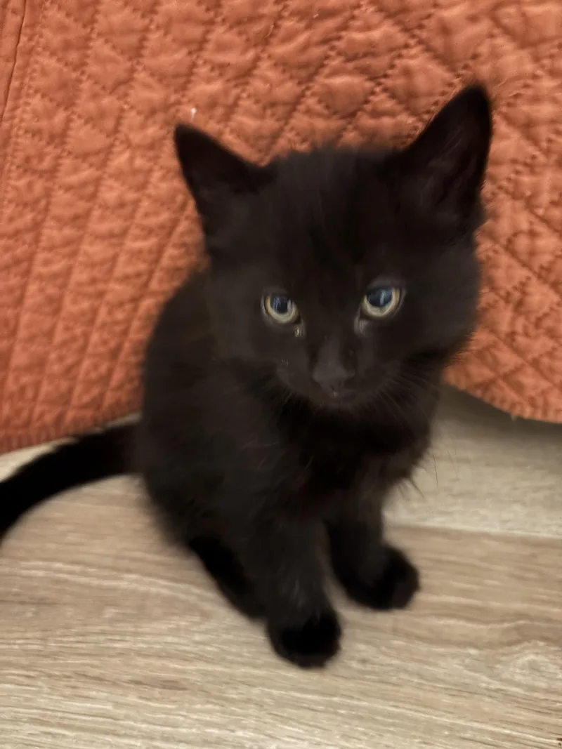 A baby small-sized male Domestic Short Hair cat named Ricky Wilson for adoption in Hershey, PA