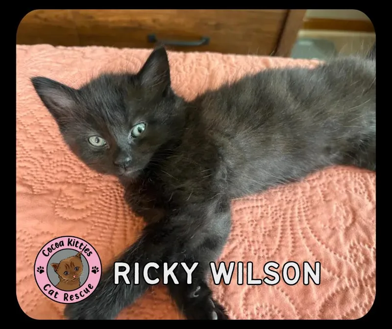 Ricky Wilson thumbnail 3