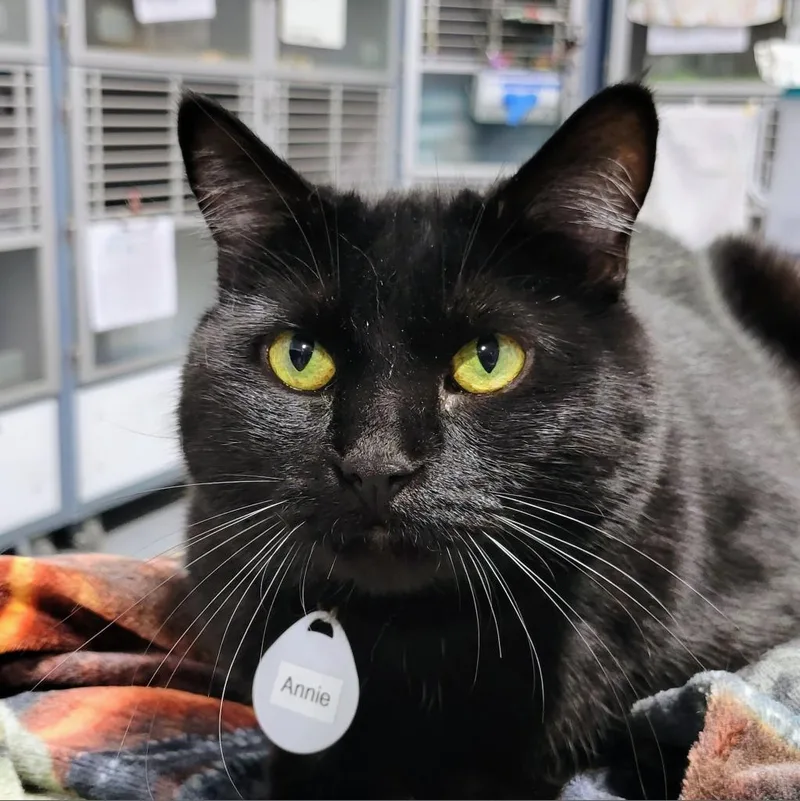 A senior large-sized female Black Domestic Short Hair cat named Annie for adoption in Sheridan, WY