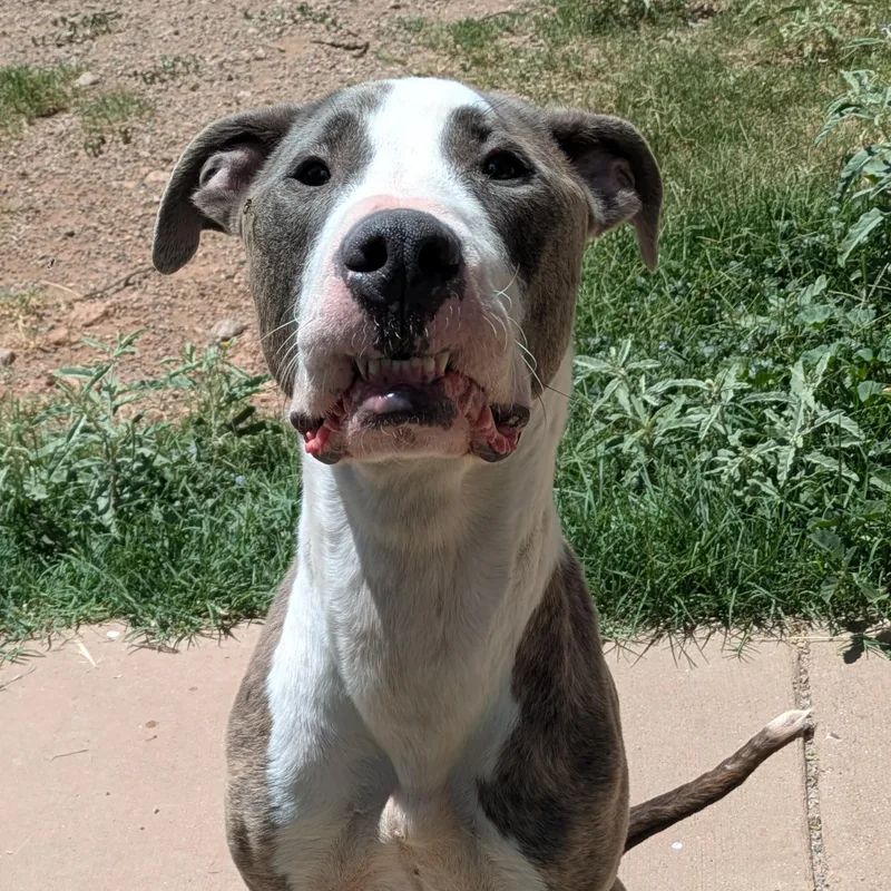 An adult large-sized male Gray / Blue / Silver Pit Bull Terrier dog named Peanut for adoption in Bisbee, AZ