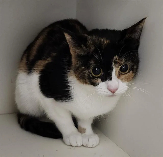A young medium-sized female Domestic Short Hair cat named Rainbow for adoption in San Antonio, TX