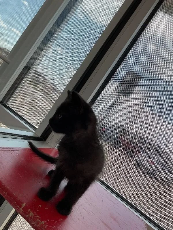 A baby medium-sized male Black Domestic Short Hair cat named Prada for adoption in Hobbs, NM