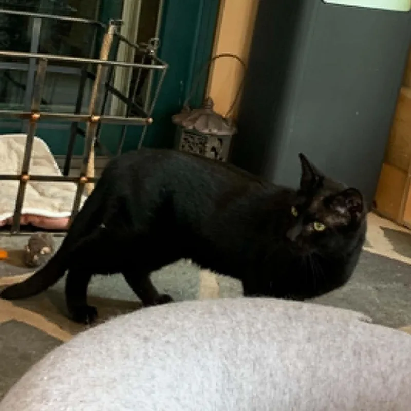 An adult medium-sized male Black Domestic Short Hair cat named Bagheera for adoption in Hawley, PA
