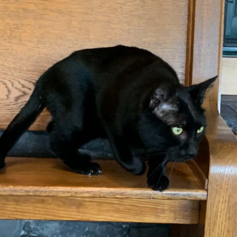 Bagheera thumbnail 2
