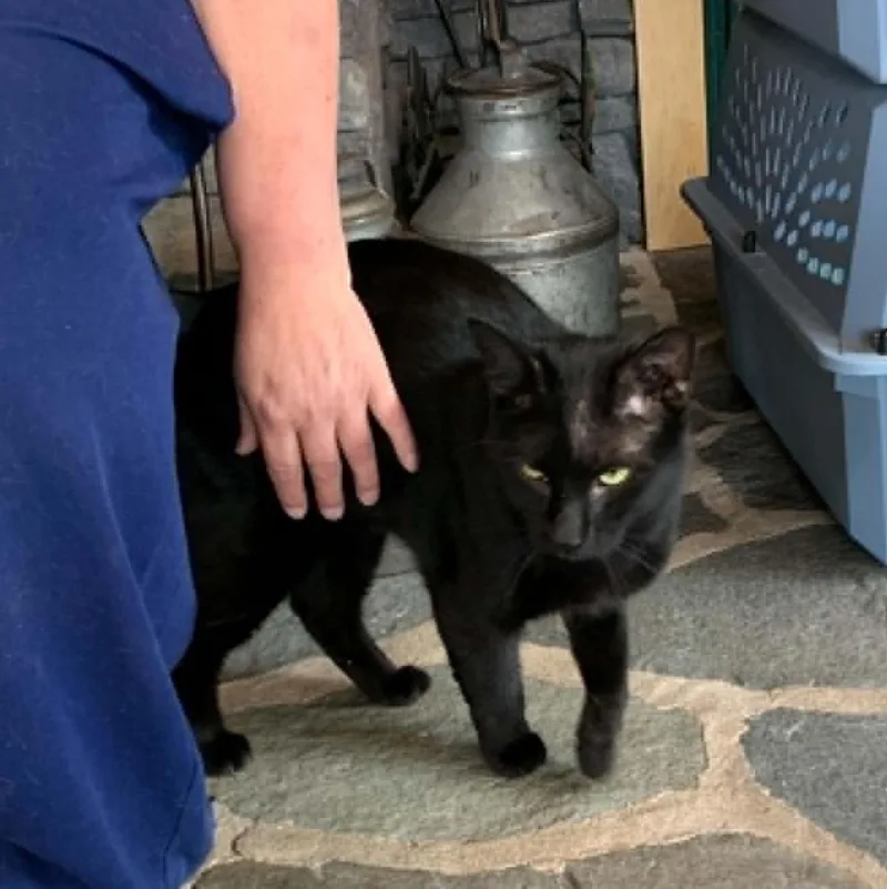 Bagheera thumbnail 3