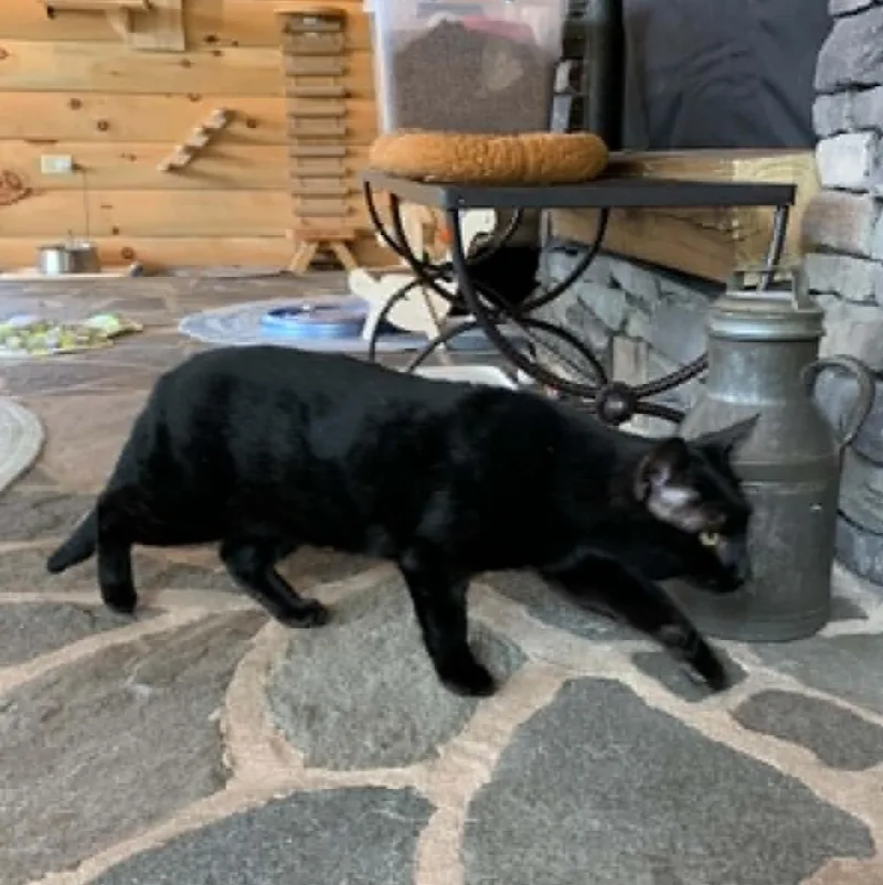 Bagheera thumbnail 4