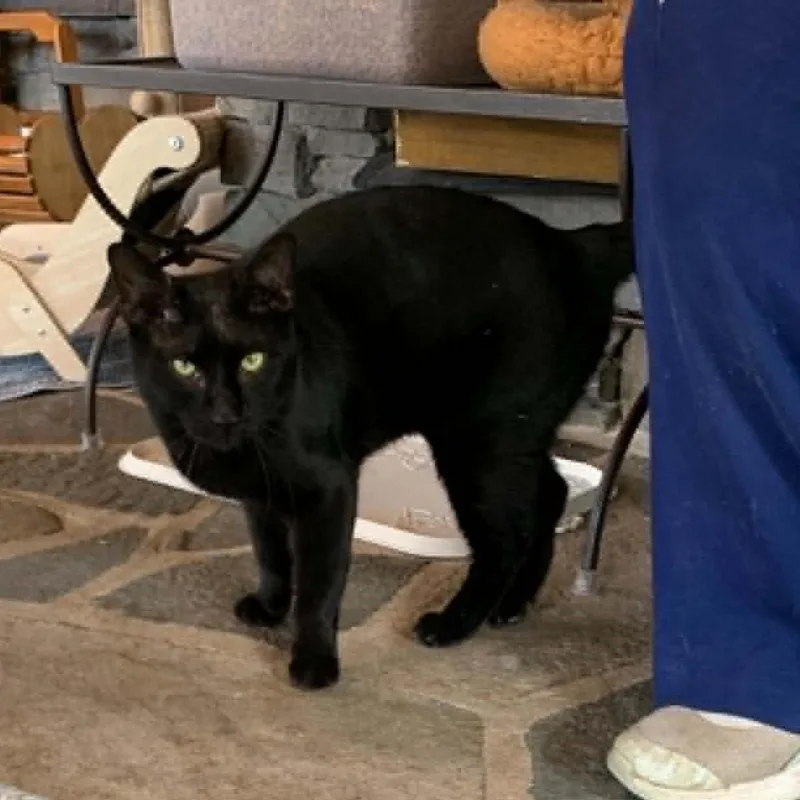 Bagheera thumbnail 5