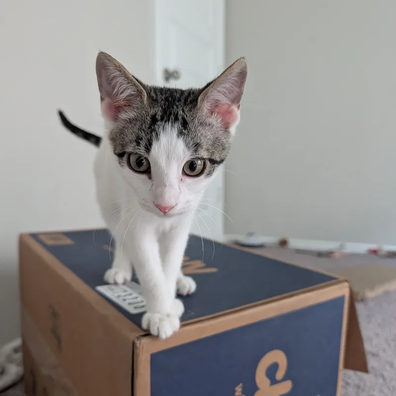 A baby small-sized female White Domestic Short Hair cat named Baby Mia for adoption in Liverpool, TX