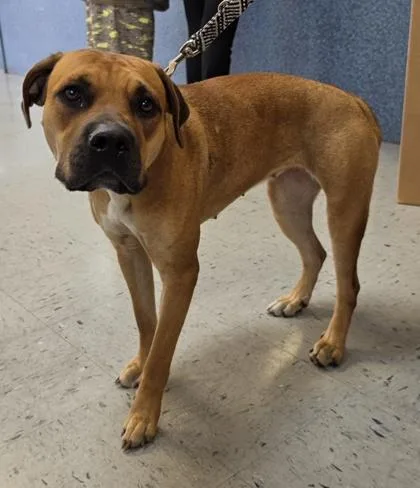 An adult medium-sized female Brown / Chocolate Black Mouth Cur dog named No Wl for adoption in Inverness, FL