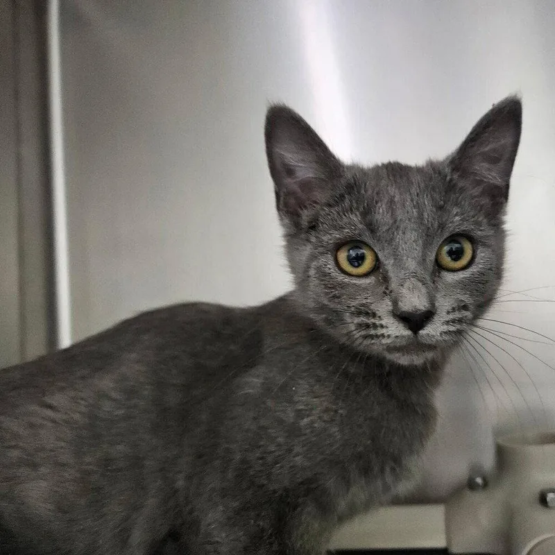 A baby medium-sized female Gray / Blue / Silver Domestic Short Hair cat named Yasu for adoption in Candler, NC