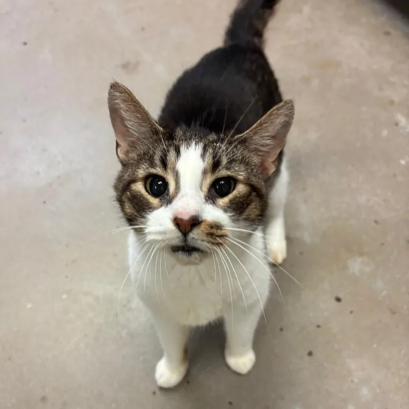 A senior medium-sized male Domestic Short Hair cat named Maury for adoption in York, PA