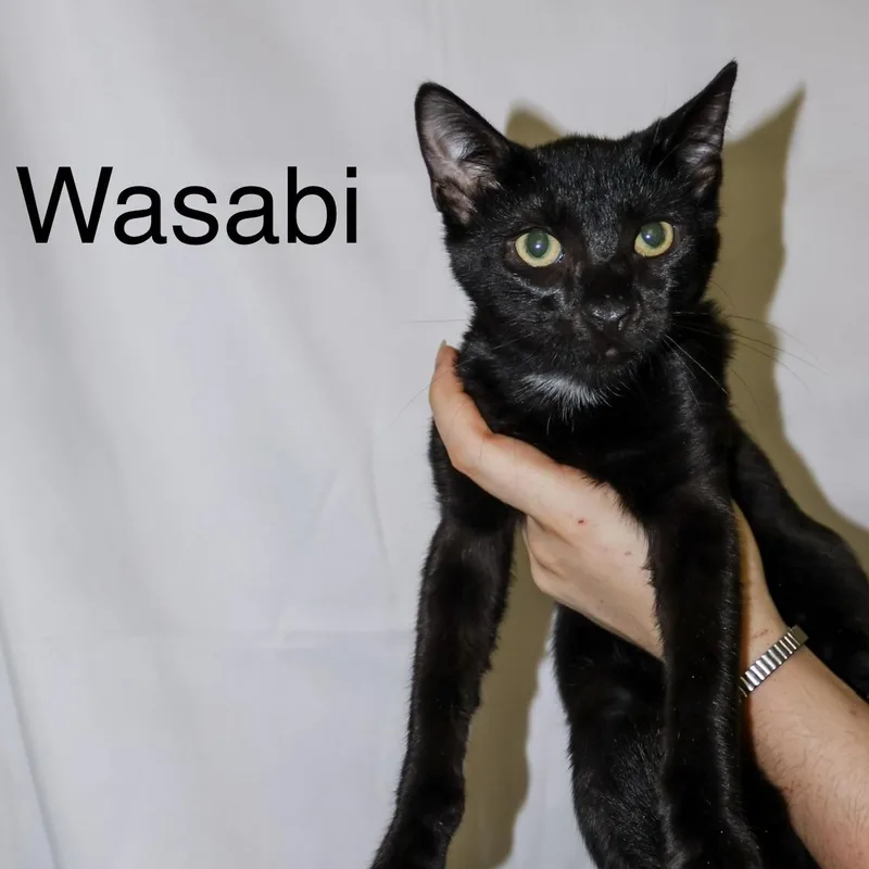 A baby medium-sized male Black Domestic Short Hair cat named Wasabi for adoption in Beaufort, SC