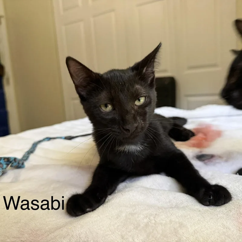 Wasabi thumbnail 2