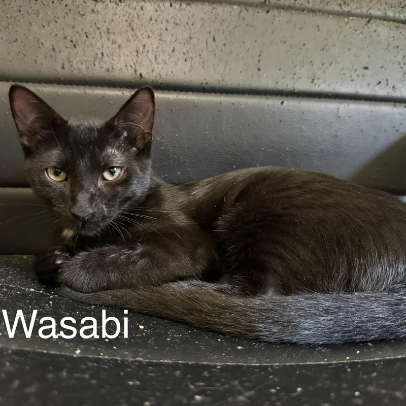 Wasabi thumbnail 3