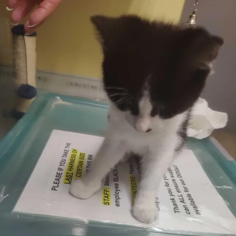 A baby small-sized male Black Domestic Short Hair cat named Electric for adoption in Falls Church, VA