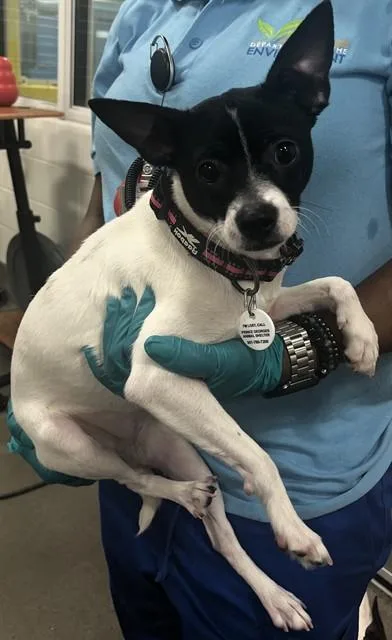 A young small-sized female Chihuahua dog named Missy for adoption in Upper Marlboro, MD