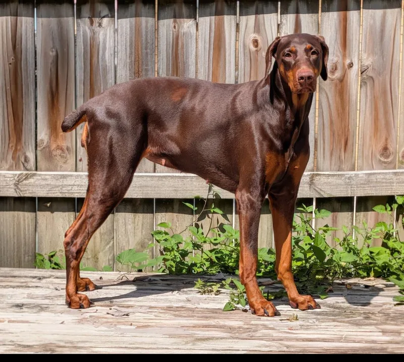 An adult large-sized female Doberman Pinscher dog named Brandy for adoption in Buffalo, MN
