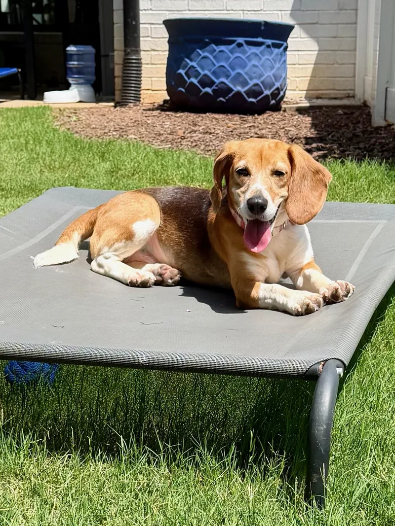 An adult small-sized female Tricolor (Brown, Black, & White) Beagle dog named Layla for adoption in Smyrna, GA
