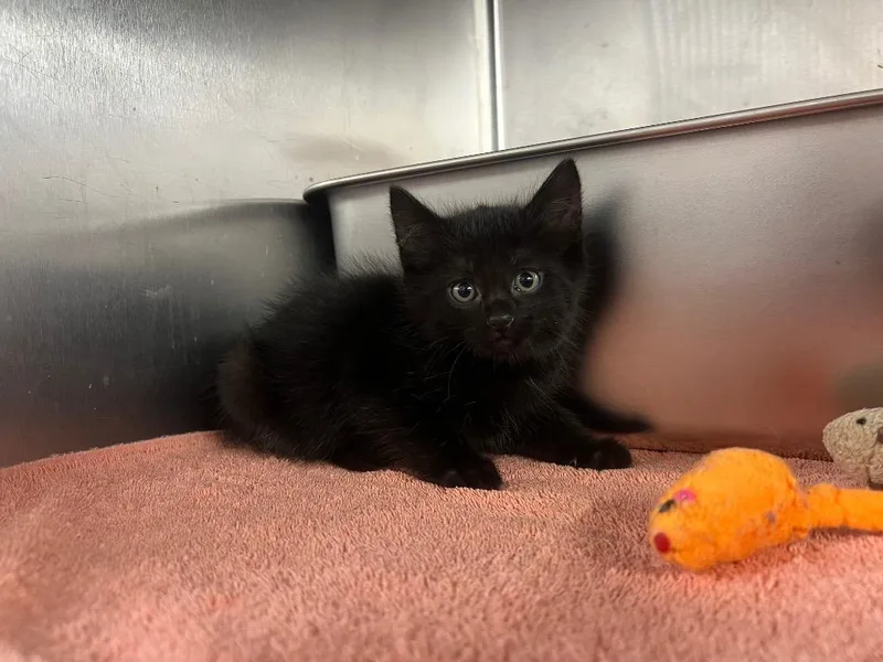 A baby small-sized male Domestic Medium Hair cat named Uncle Sam for adoption in Murray, KY