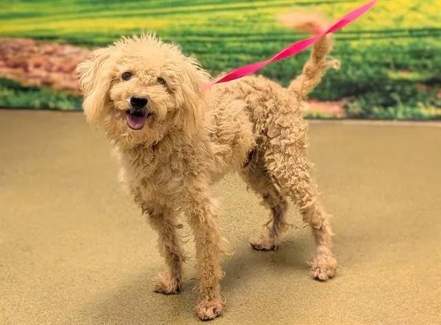 An adult small-sized male Poodle dog named Lucky for adoption in Moreno Valley, CA