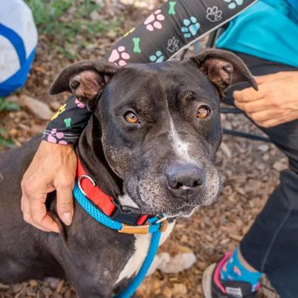 An adult large-sized female Mixed Breed dog named Anita for adoption in Chamblee, GA