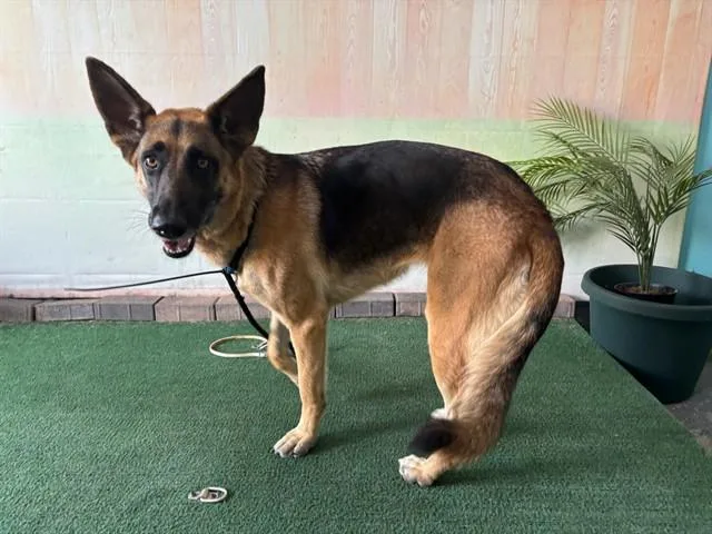 An adult medium-sized female German Shepherd Dog dog named Rosie for adoption in Baldwin Park, CA