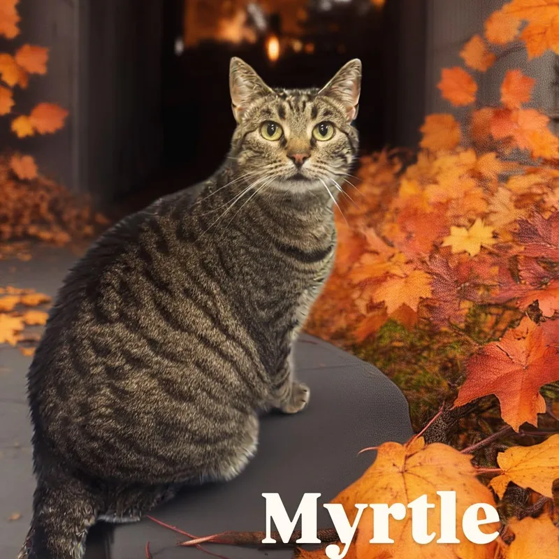 Myrtle Tag