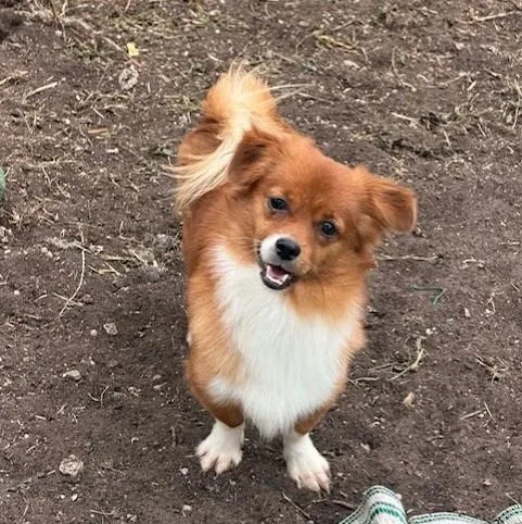 A young small-sized male Red / Chestnut / Orange Pomeranian dog named Red for adoption in Williston, VT